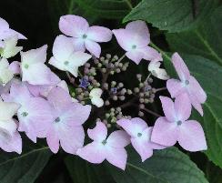 Hydrangea macrophylla 'Jean Varnier' Lacecap closeup bloemen 