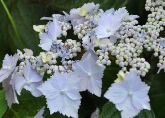 Hydrangea  serrata 'Blue Deckle' closeup inflorescence plate