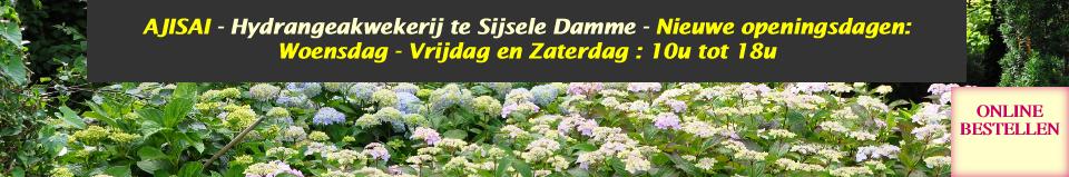 Hydrangeaborderkwekerijsterken