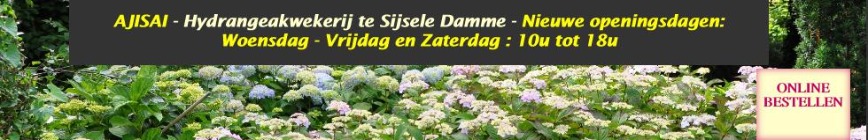 Hydrangeaborderkwekerijsterken