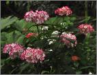 Hydrangea macrophylla 'Mirai' très florifère