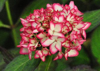 Hydrangea macrophylla 'Mirai'closeup bloem verynice