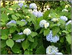 HydrangeamacrophyllaSemperflorensblauw