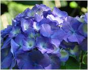 HydrangeamacrophyllaAdmirationblauwebloembollenvn