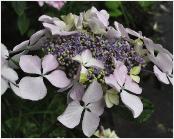 Hydrangea_ macrophylla_'Beauté_Vendomoise'_large _flower_closeup_vnn