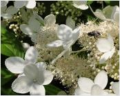 HydrangeapaniculataGreenspireflowers2