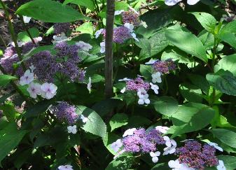 HydrangeaserrataOamachatheehortensiatuinAjisai