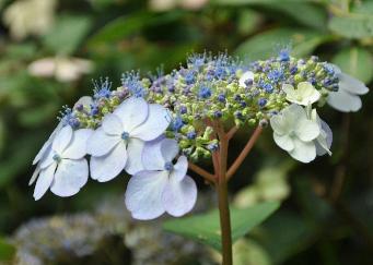 Hydrangea serrata 'Bluebird' closeup inflorescence mois d'août