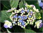 Hydrangea serrata 'Spreading Beauty' closeup inflorescences