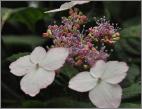 Hydrangea serrata 'Kurenai' closeup fleurs fertiles