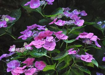 Hydrangea macrophylla 'Anneke Sterken' lacecapvnn