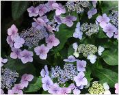 HydrangeamacrophyllaMariessiPerfectaglobalviewaug