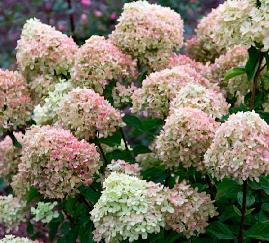 HydrangeapaniculataLittleLime