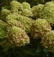 HydrangeapaniculataLittleLimesynJane1